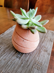 Modern Cement Succulent Pot, Cactus Planter Pot, Plant Container, Flower Pot - Shaping Ideas 