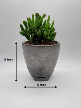 Load image into Gallery viewer, Modern 5-Inch Cement Planter Pot with Drainage Hole and Saucer - Shaping Ideas