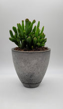 Load image into Gallery viewer, Modern 5-Inch Cement Planter Pot with Drainage Hole and Saucer - Shaping Ideas