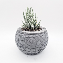 Load image into Gallery viewer, Succulent Pot - Concrete Planter - Small Plant Holder - Air Plant Holder - Minimalist - Shower Favor - Gifts for Her - Modern Decor - Office - Shaping Ideas