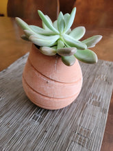 Load and play video in Gallery viewer, Modern Cement Succulent Pot, Cactus Planter Pot, Plant Container, Flower Pot
