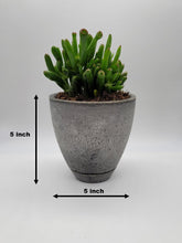 Load image into Gallery viewer, Modern 5-Inch Cement Planter Pot with Drainage Hole and Saucer - Shaping Ideas 
