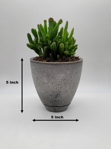 Modern 5-Inch Cement Planter Pot with Drainage Hole and Saucer - Shaping Ideas 