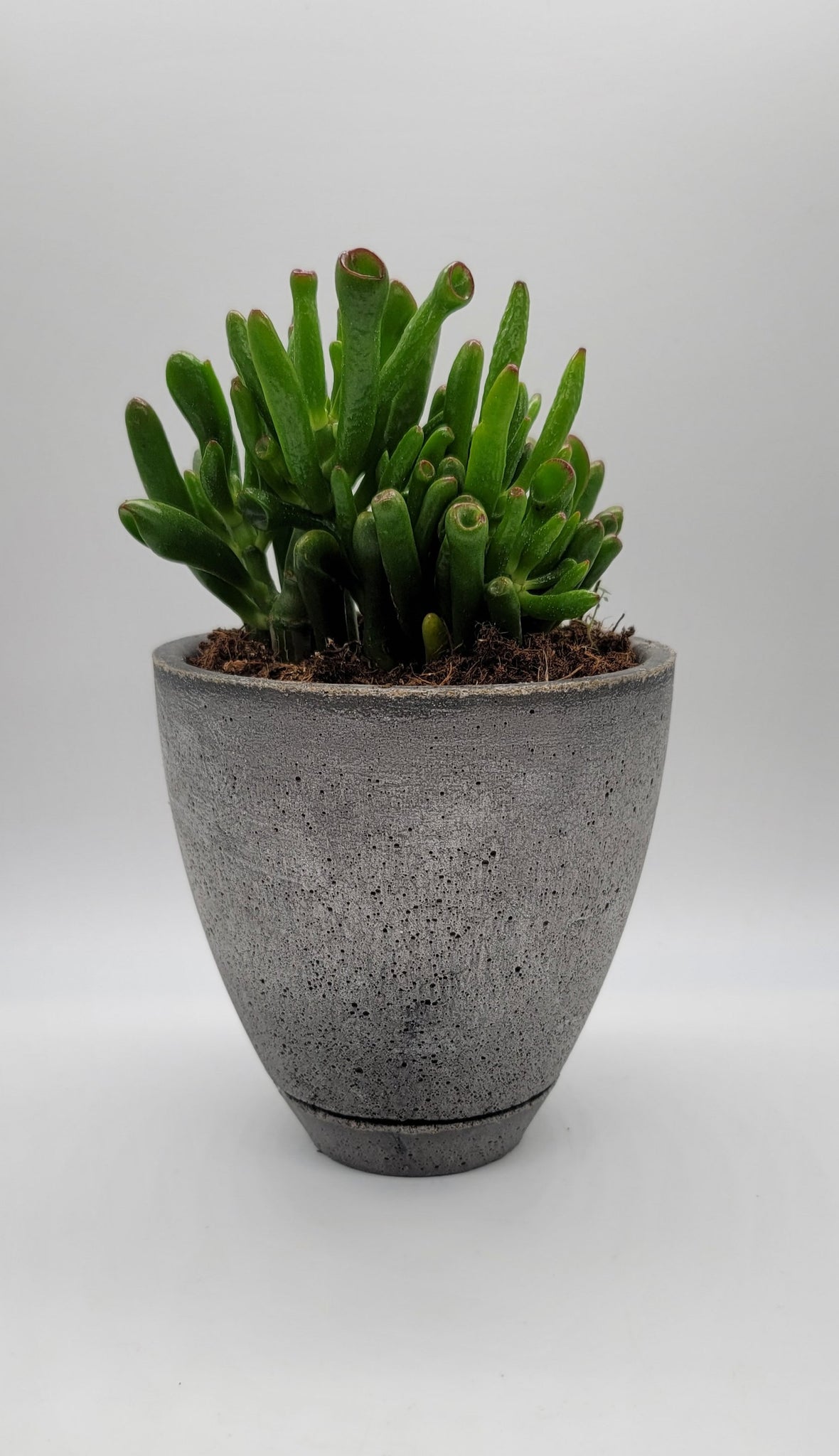 5 inch planter with saucer Modern 5-Inch Cement Planter Pot with Drainage Hole and Saucer – Shaping Ideas