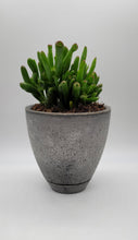 Load image into Gallery viewer, Modern 5-Inch Cement Planter Pot with Drainage Hole and Saucer - Shaping Ideas 
