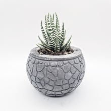 Load image into Gallery viewer, Succulent Pot - Concrete Planter - Small Plant Holder - Air Plant Holder - Minimalist - Shower Favor - Gifts for Her - Modern Decor - Office - Shaping Ideas 
